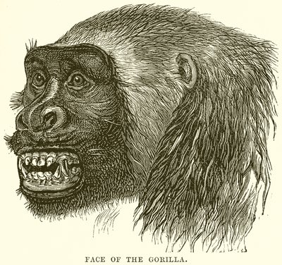 Face of the Gorilla by English School