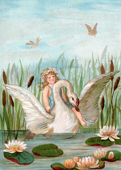 Fairy Riding a White Swan Among Cattails and Lilypads by English School