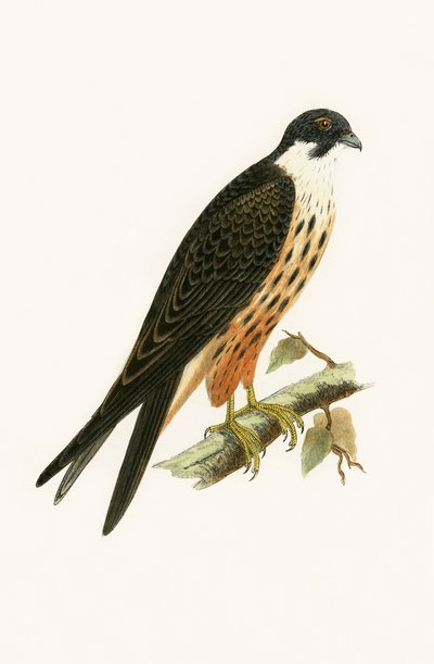 Falco Eleonorae, illustration from 