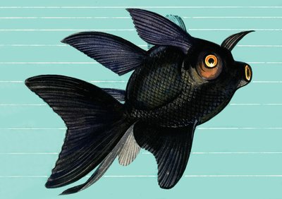 Fantail Blackmoor by English School