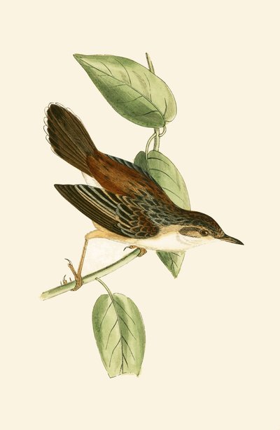 Fantail Warbler, illustration from 