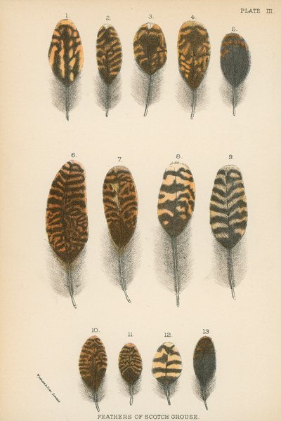 Feathers of Scotch Grouse by English School