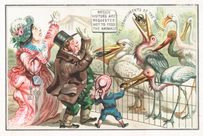 Feeding birds at the zoo by English School