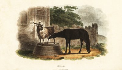 Female goat suckling a foal on a barrel by English School