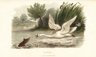 Female swan drowning a fox to protect her nest by English School