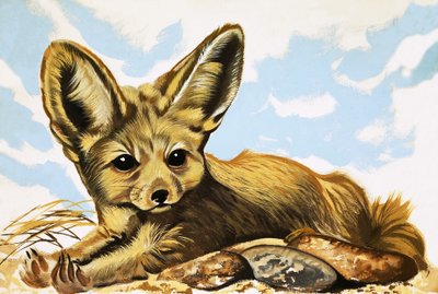 Fennec by English School