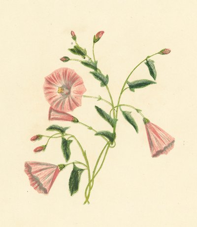 Field Convolvulus, Convolvulus Arvensis by English School