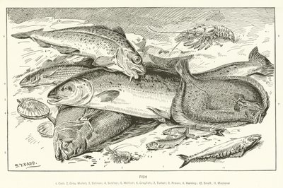 Fish by English School