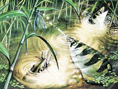 Fish That Fires Bullets -- the archerfish uses water as ammunition by English School