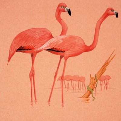 Flamingoes by English School