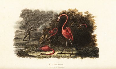 Flamingoes watching in astonishment as their companions are slaughtered by a hunter by English School