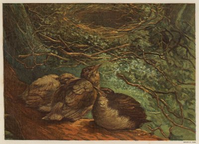 Fledgling Brood of Birds by English School