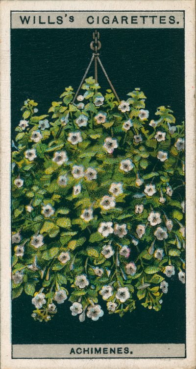 Flower Culture in Pots: Achimenes by English School