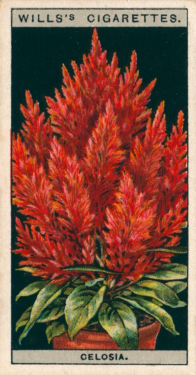 Flower Culture in Pots: Celosia by English School