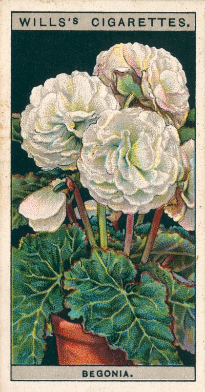 Flower Culture in Pots: Double Tuberous-Rooted Begonia by English School
