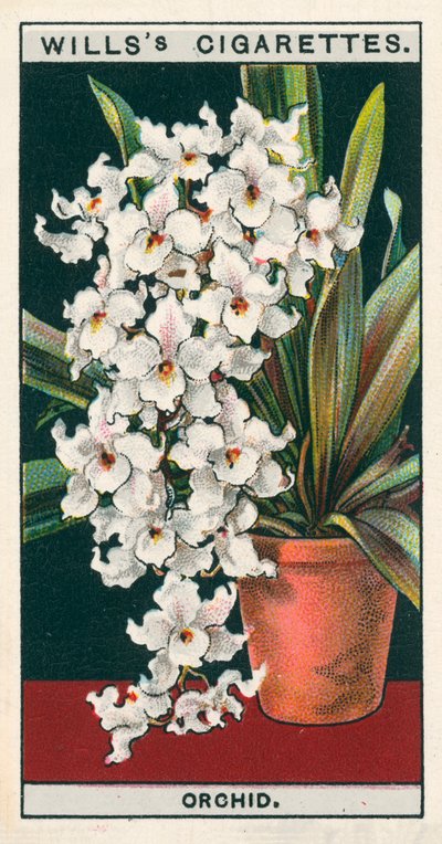 Flower Culture in Pots: Orchid by English School