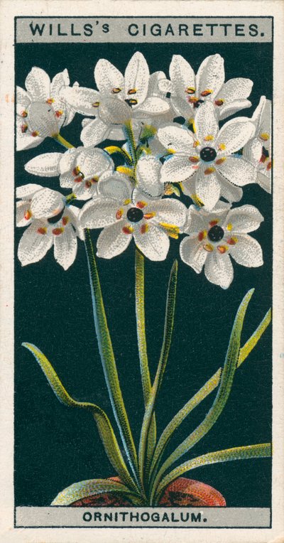 Flower Culture in Pots: Ornithogalum by English School