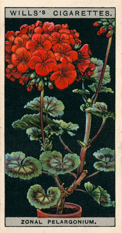 Flower Culture in Pots: Zonal Pelargonium or Geranium by English School