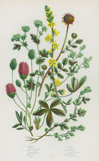 Flowering Plants of Great Britain: Agrimony, Lady