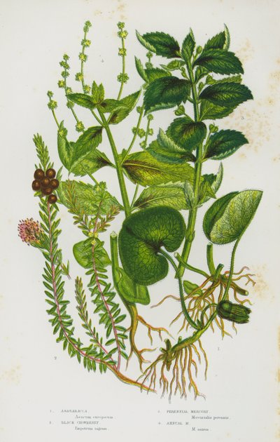 Flowering Plants of Great Britain: Asarabacca, Black Crowberry, Perennial Mercury, Annual Mercury by English School
