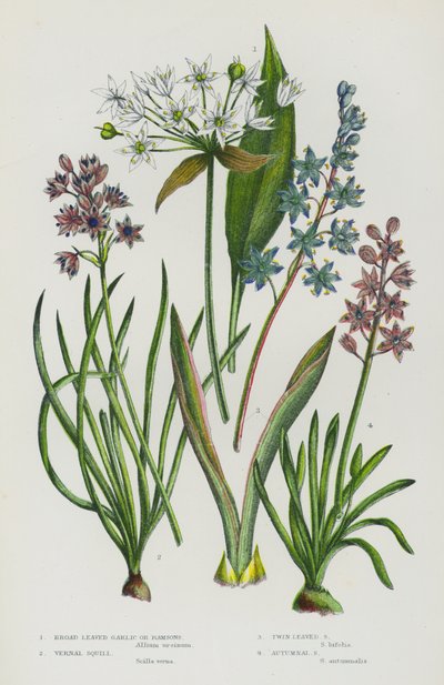 Flowering Plants of Great Britain: Broad Leaved Garlic or Ramsons, Vernal Squill, Twin Leaved Squill, Autumnal Squill by English School
