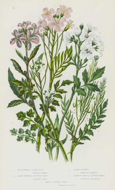 Flowering Plants of Great Britain: Bulbiferous Coral-Root, Large-Flowered Bitter-Cress, Cuckoo-Flower, Narrow-Leaved Bitter-Cress, Hairy Bitter-Cress by English School