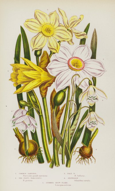 Flowering Plants of Great Britain: Common Daffodil, The Poets Narcissus, Pale Narcissus, Snowdrop, Summer Snow Flake by English School