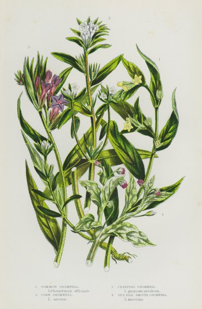 Flowering Plants of Great Britain: Common Gromwell, Corn Gromwell, Creeping Gromwell, Sea Side Smooth Gromwell by English School