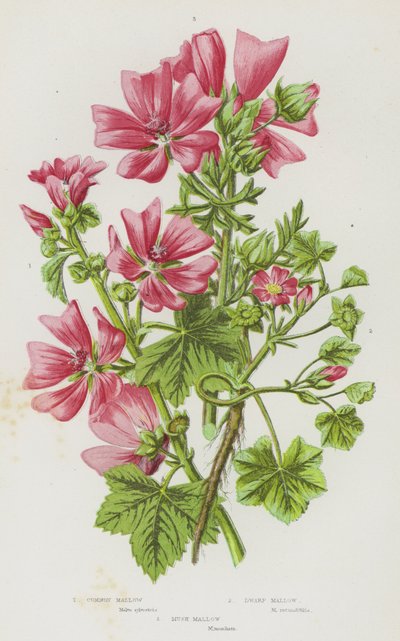 Flowering Plants of Great Britain: Common Mallow, Dwarf Mallow, Musk Mallow by English School