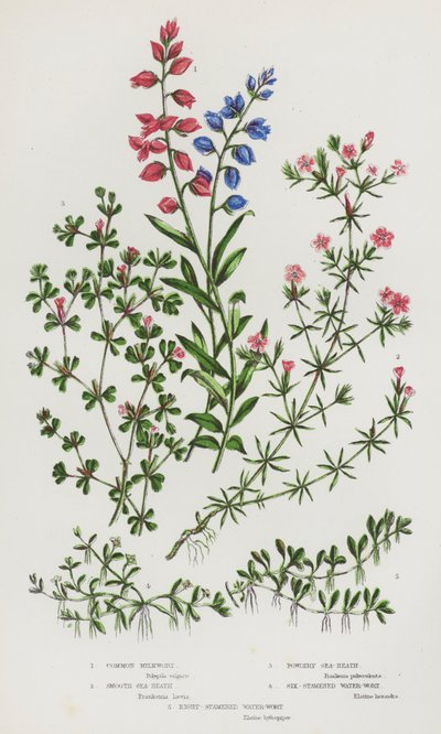 Common Milkwort, Smooth Sea-Heath, Powdery Sea-Heath, Six-Stamened Water-Wort, Eight-Stamened Water-Wort by English School