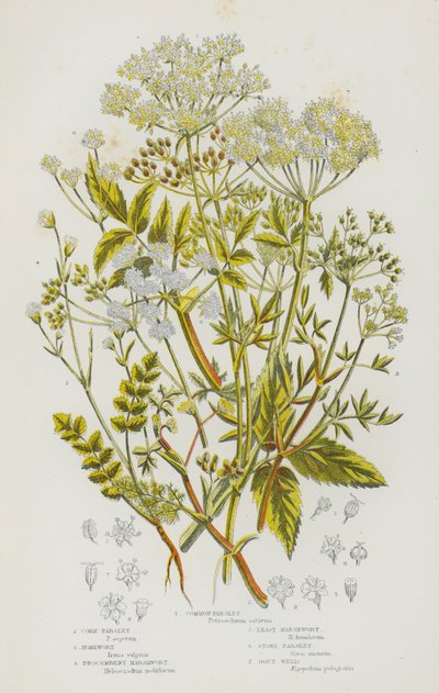 Flowering Plants of Great Britain: Common Parsley, Corn Parsley, Honewort, Procumbent Marshwort, Least Marshwort, Stone Parsley, Gout Weed by English School