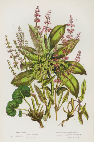 Common Sorrel, Sheep