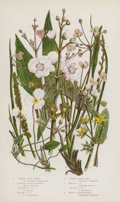 Flowering Plants of Great Britain: Common Star Fruit, Greater Water Plantain, Floating Water Plantain, Lesser Water Plantain, Common Arrow-Head, Marsh Arrow-Head, Sea-Side Arrow-Head, Marsh Scheuchzeria by English School