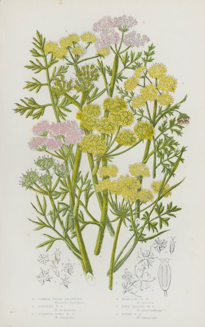 Flowering Plants of Great Britain: Common Water Dropwort, Parsley Water Dropwort, Sulphur Wort Water Dropwort, Hemlock Water Dropwort, Fine-Leaved Water Dropwort, River Water Dropwort by English School
