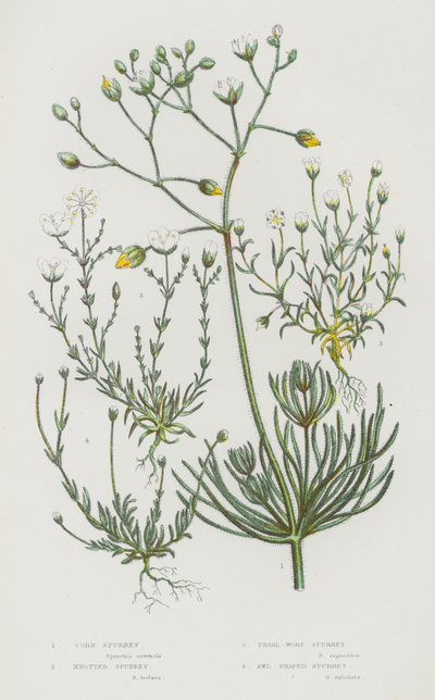 Flowering Plants of Great Britain: Corn Spurrey, Knotted Spurrey, Pearl-Wort Spurrey, Awl Shaped Spurrey by English School