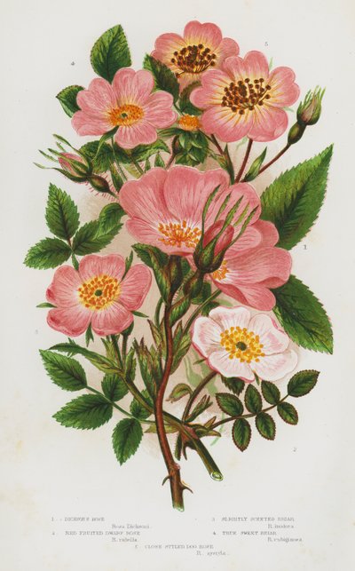 Flowering Plants of Great Britain: Dickson
