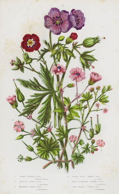 Flowering Plants of Great Britain: Dusky Crane