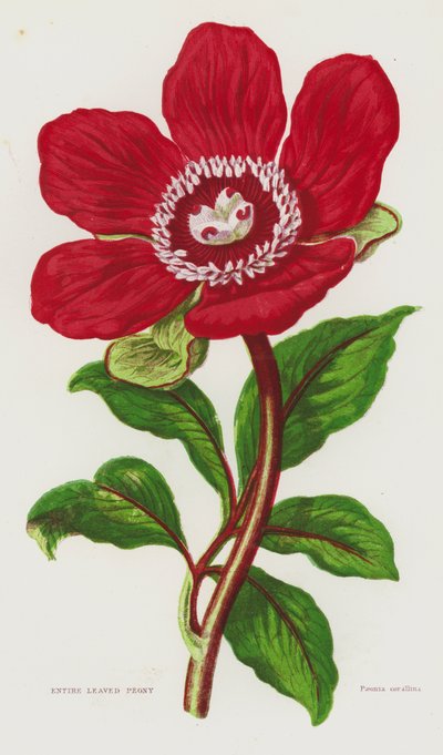 Entire Leaved Peony by English School