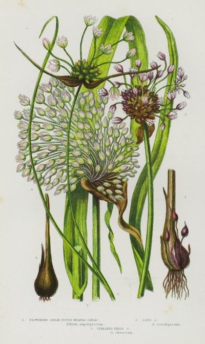 Flowering Plants of Great Britain: Flowering Great Round Headed Garlic, Sand Garlic, Streaked Field Garlic by English School