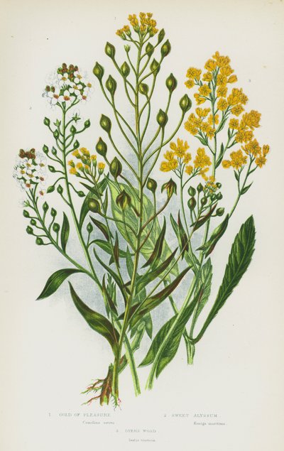 Flowering Plants of Great Britain: Gold of Pleasure, Sweet Alyssum, Dyer