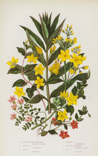 Great Yellow Loosestrife, Tufted Loosestrife, Wood Loosestrife, Creeping Loosetrife, Scarlet Pimpernel, Bog Pimpernel by English School
