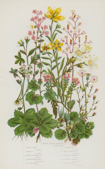 Flowering Plants of Great Britain: Kidney Shaped Saxifrage, London Pride, Starry Saxifrage, Alpine Clustered Saxifrage, Purple Mountain Saxifrage, Yellow Marsh Saxifrage, Yellow Mountain Saxifrage, White Meadow Saxifrage, Drooping Bulbous Saxifrage by English School