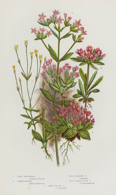 Flowering Plants of Great Britain: Least Gentianella, Common Centaury, Dwarf Branched Centaury, Broad Leaved Tufted Centaury, Dwarf Tufted Centaury by English School