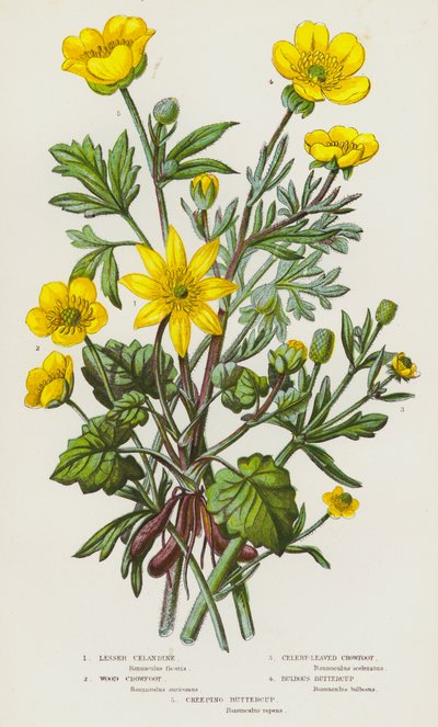 Lesser Celandine, Wood Crowfoot, Celery-Leaved Crowfoot, Bulbous Buttercup, Creeping Buttercup by English School