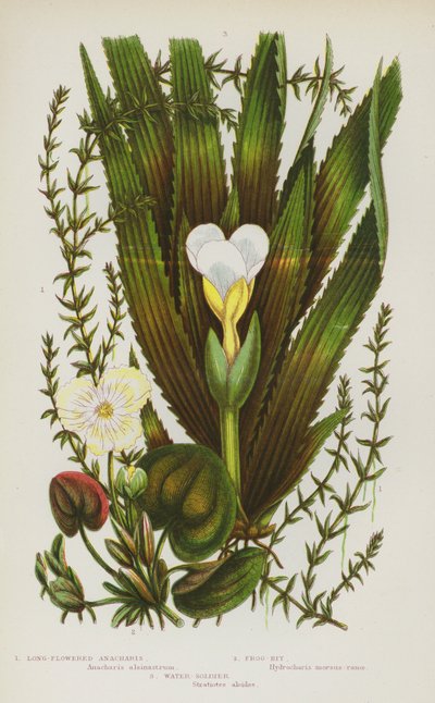 Flowering Plants of Great Britain: Long-Flowered Anacharis, Frog-Bit, Water-Soldier by English School