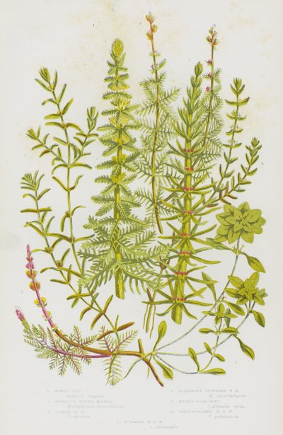 Flowering Plants of Great Britain: Mares Tall, Whorled Water Milfoil, Spiked Water Milfoil, Alternate Flowered Water Milfoil, Water Star-Wort, Pedunculated Water Star Wort, Autumnal Water Sort Wort by English School