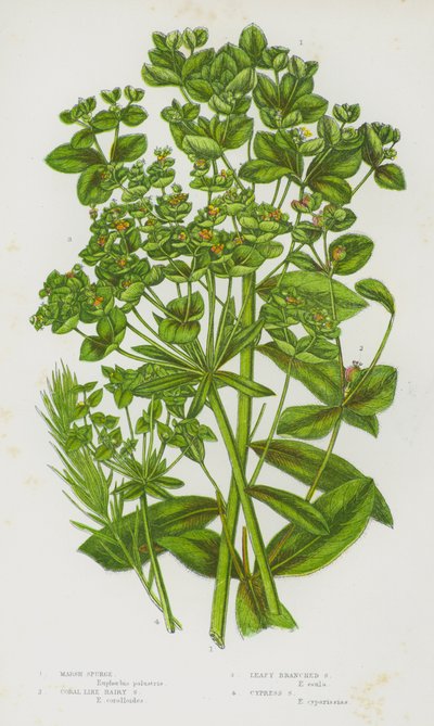 Flowering Plants of Great Britain: Marsh Spurge, Coral Like Hairy Spurge, Leafy Branched Spurge, Cypress Spurge by English School