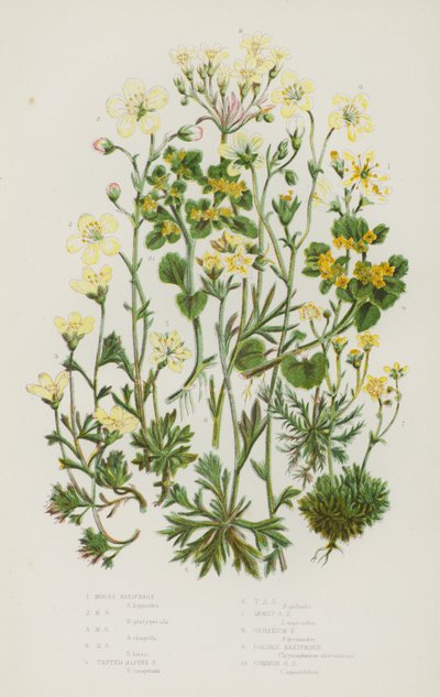 Flowering Plants of Great Britain: Mossy Saxifrage, Tufted Alpine Saxifrage, Geranium Saxifrage, Golden Saxifrage, Common Golden Saxifrage by English School