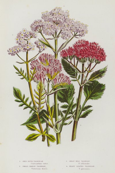 Flowering Plants of Great Britain: Red Spur Valerian, Small Marsh Valerian, Great Wild Valerian, Heart Leaved Valerian by English School
