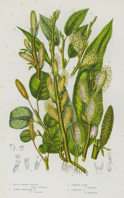 Reticulated Willow, Downy Mountain Willow, Common Osier, Auricled Osier by English School